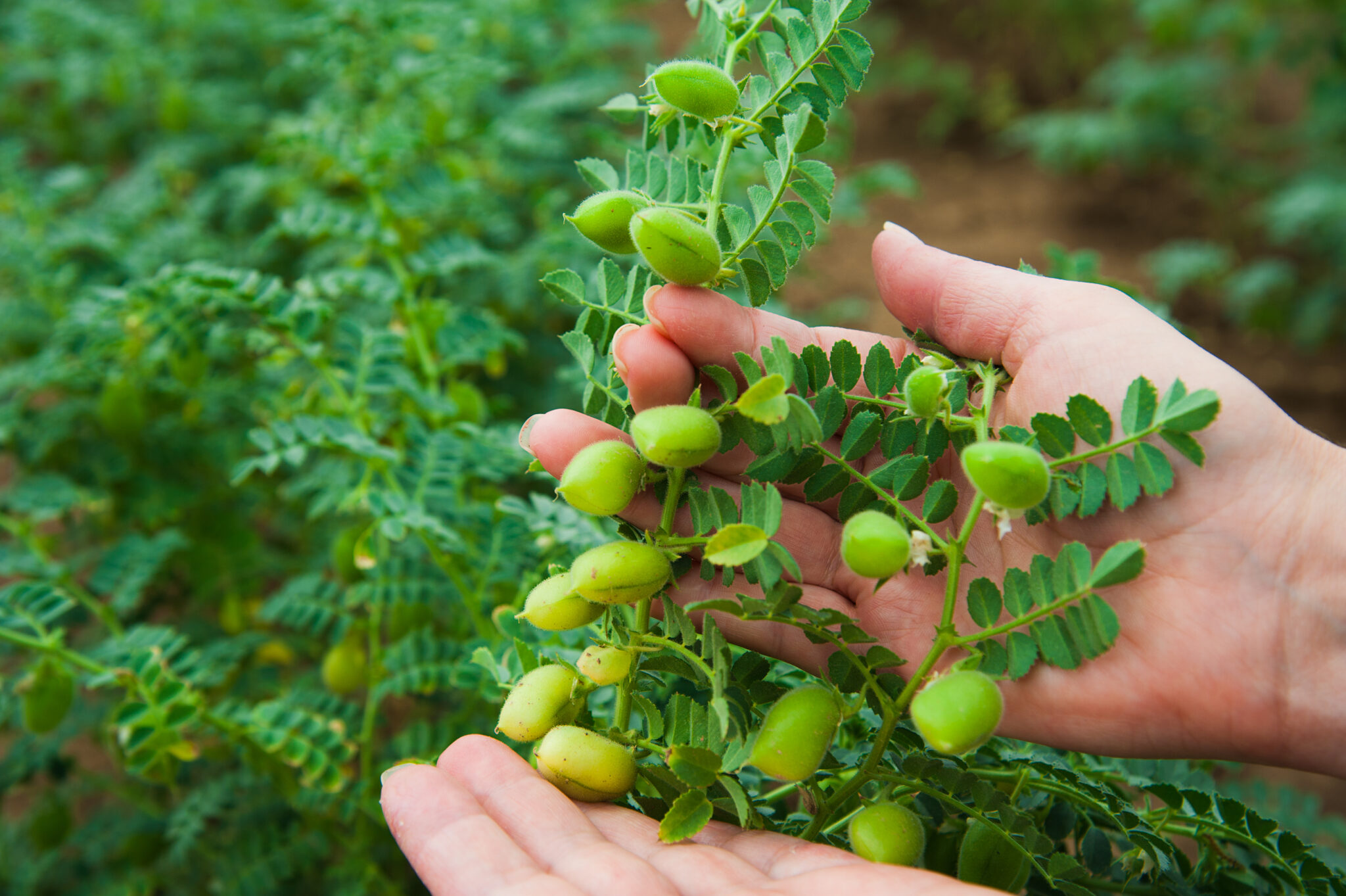 How To Grow Chickpea Plants StepbyStep Guide Green Garden Tribe