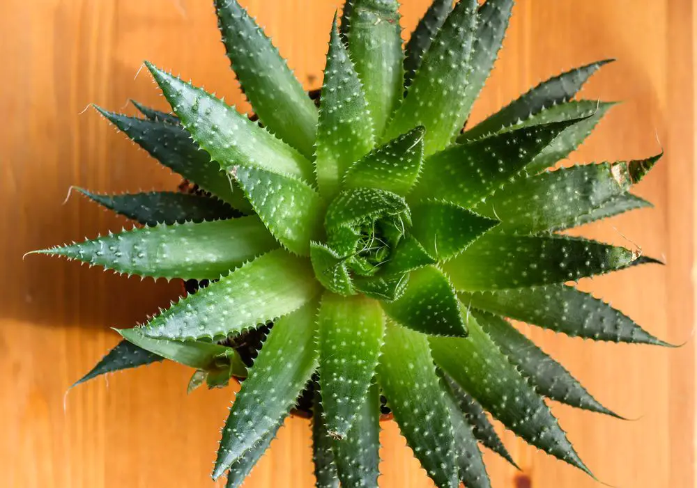 Aristaloe or Guinea-Fowl Aloe Succulent Plant - 21 Low Light Succulents for Home or Office - Green Garden Tribe
