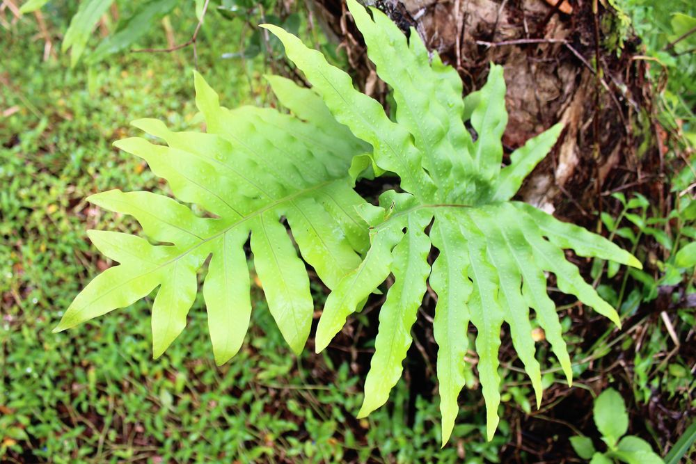 Blue Star Fern Big - How to Grow and Care for the Blue Star Fern