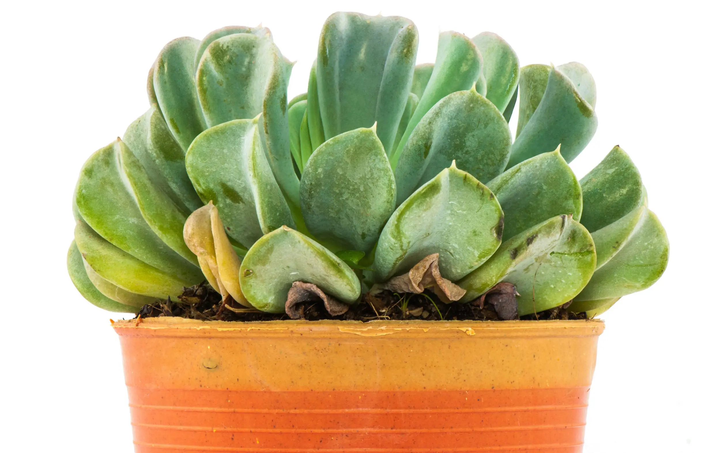 Echeveria - 21 Low Light Succulents for Home or Office - Green Garden Tribe