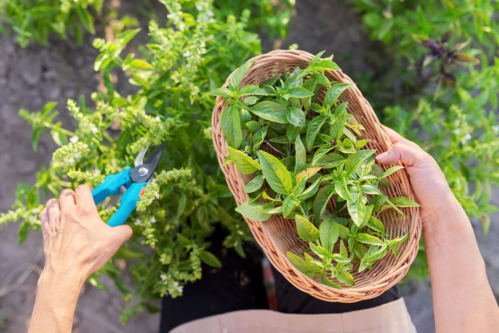 Gardener Cuts Basil With Pruner - How to Prune Basil - without Killing the Plant 