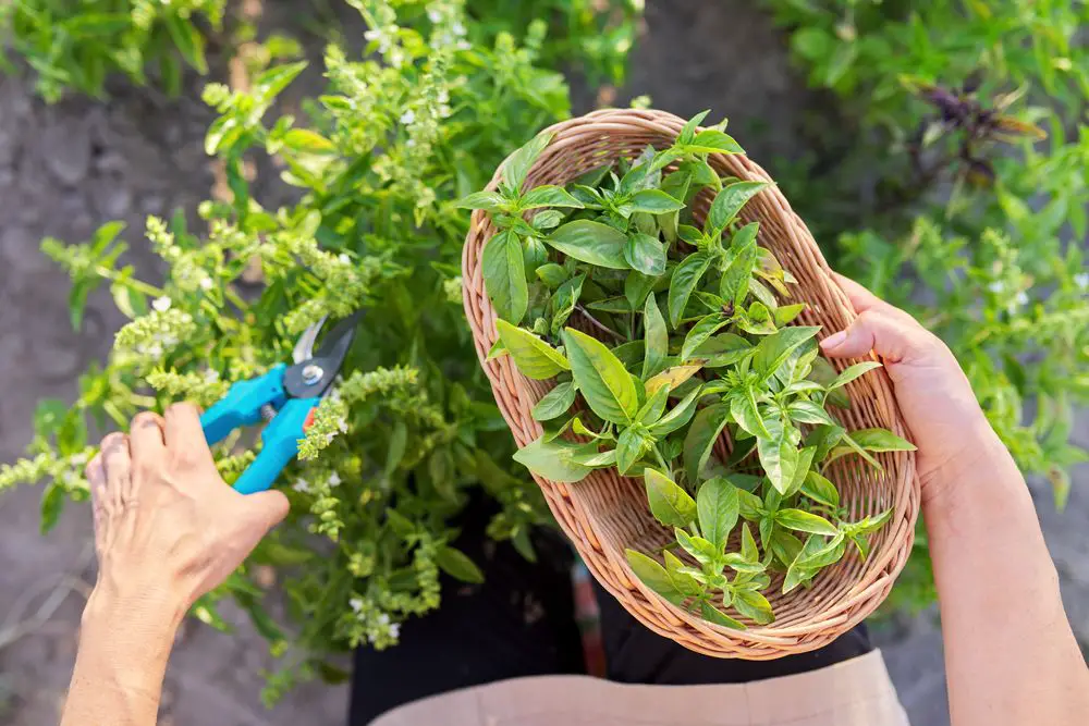 Gardener Cuts Basil With Pruner - How to Prune Basil - without Killing the Plant