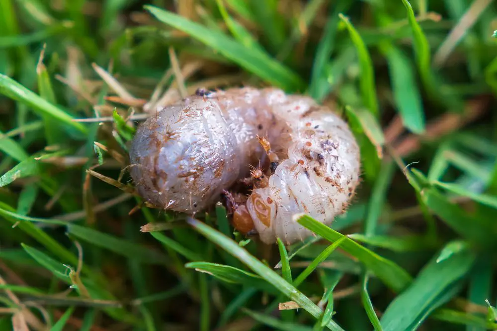 Grub worm in garden in grass