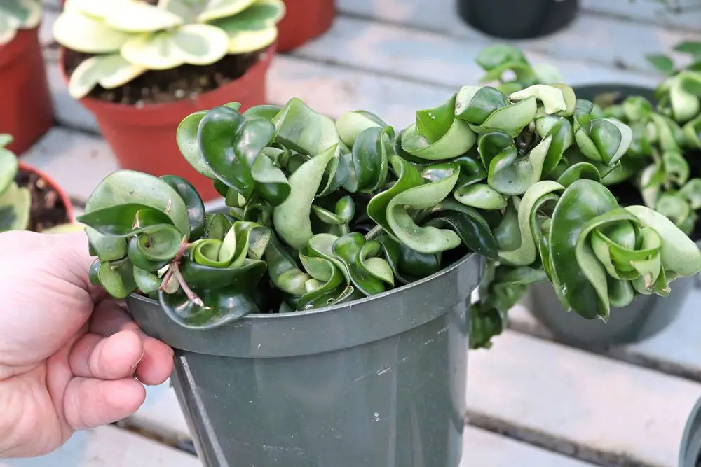 Hindu Rope Hoya - 21 Low Light Succulents for Home or Office - Green Garden Tribe