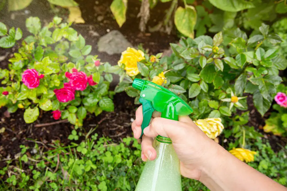Homemade Spray in Home Garden 