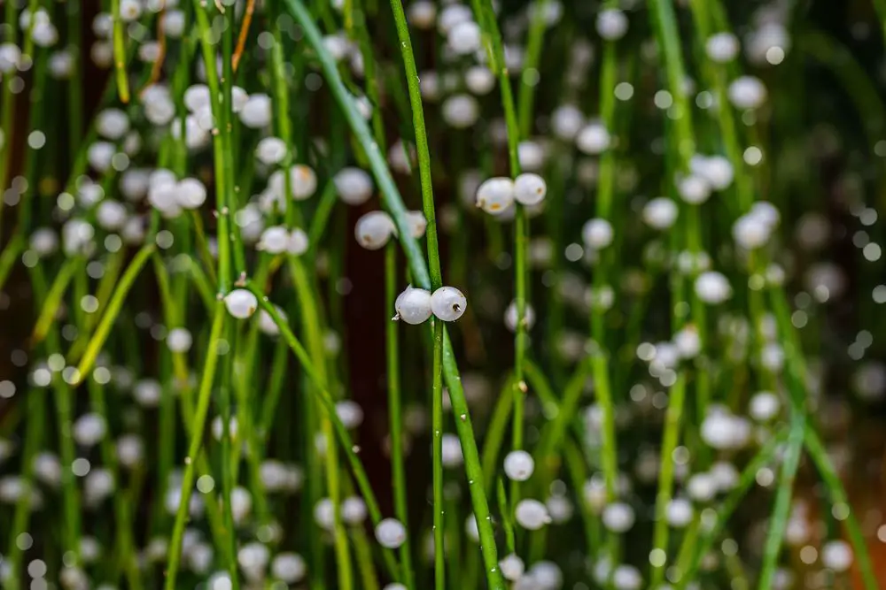 Mistletoe Cactus Rhipsalis Baccifera Bush with Globose Pearl Fruits Seeds