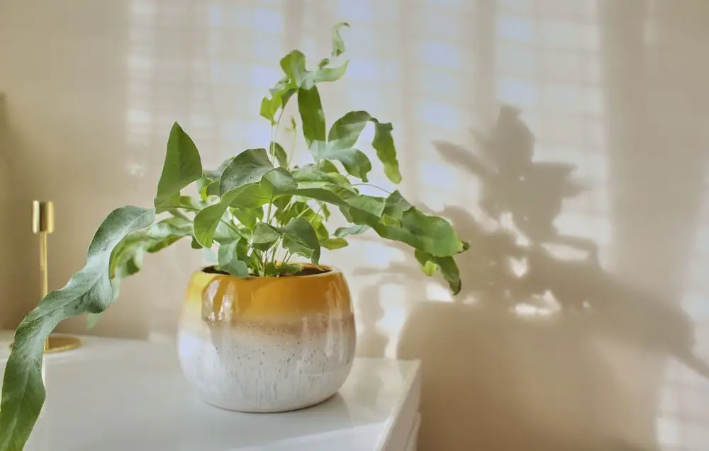 PHLEBODIUM AUREUM (BLUE STAR FERN) in yellow pot.