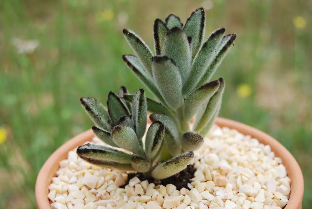 Panda Plant - 21 Low Light Succulents for Home or Office - Green Garden Tribe