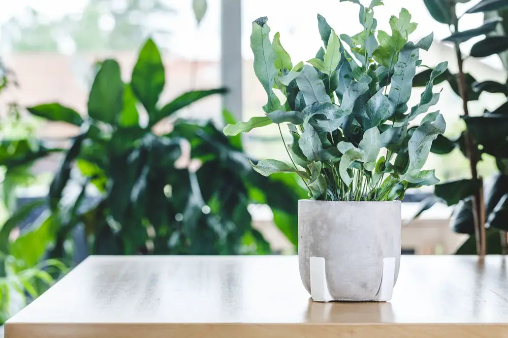 Potted Phlebodium aureum (golden polypody, golden serpen, cabbage palm, gold-foot, blue-star fern, hare-foot) on wooden table. - How to Grow and Care for the Blue Star Fern- Full Guide!   