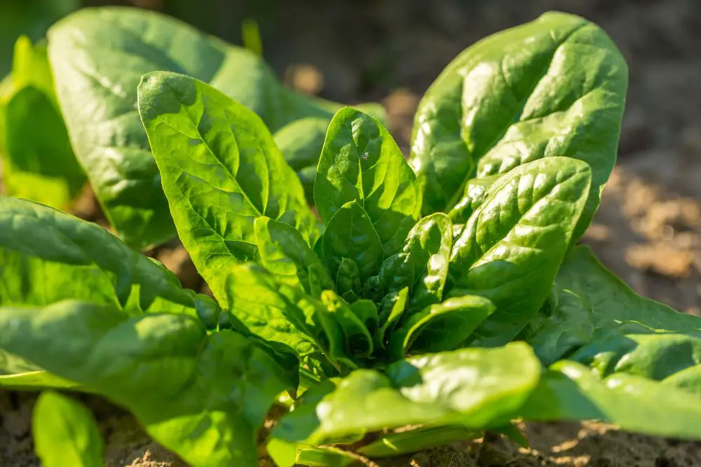Spinach growing in garden - 11 Best Companion Plants for Spinach - Green Garden Tribe