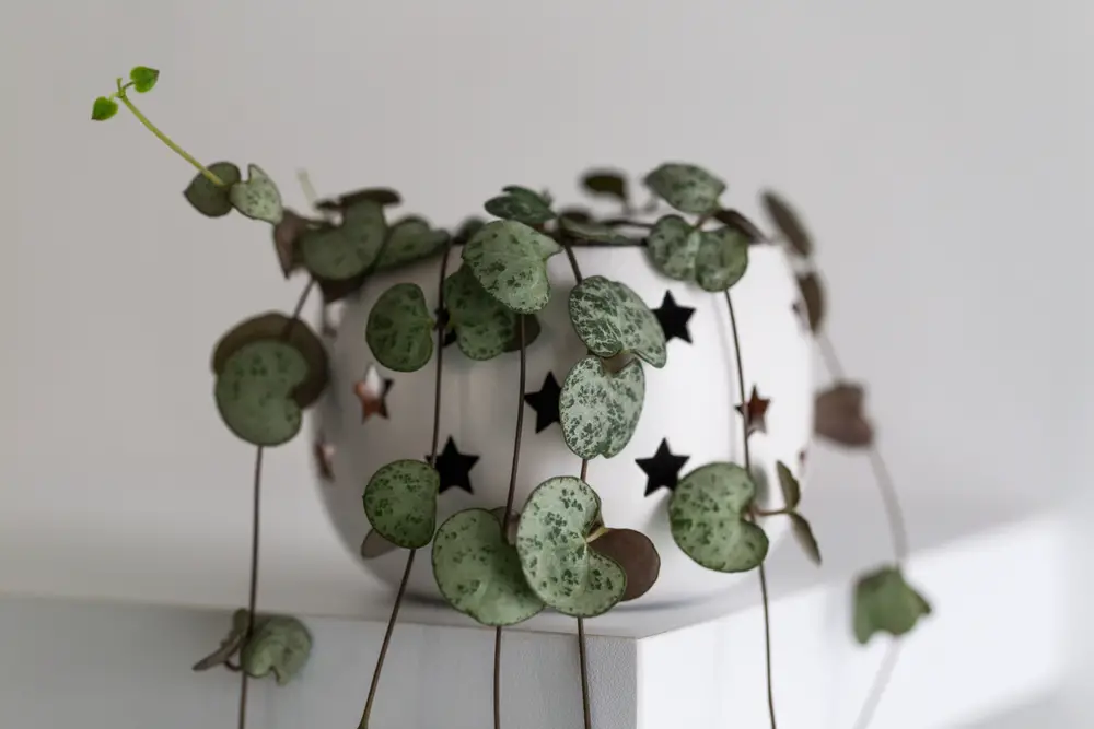 String of Hearts -21 Low Light Succulents for Home or Office - Green Garden Tribe