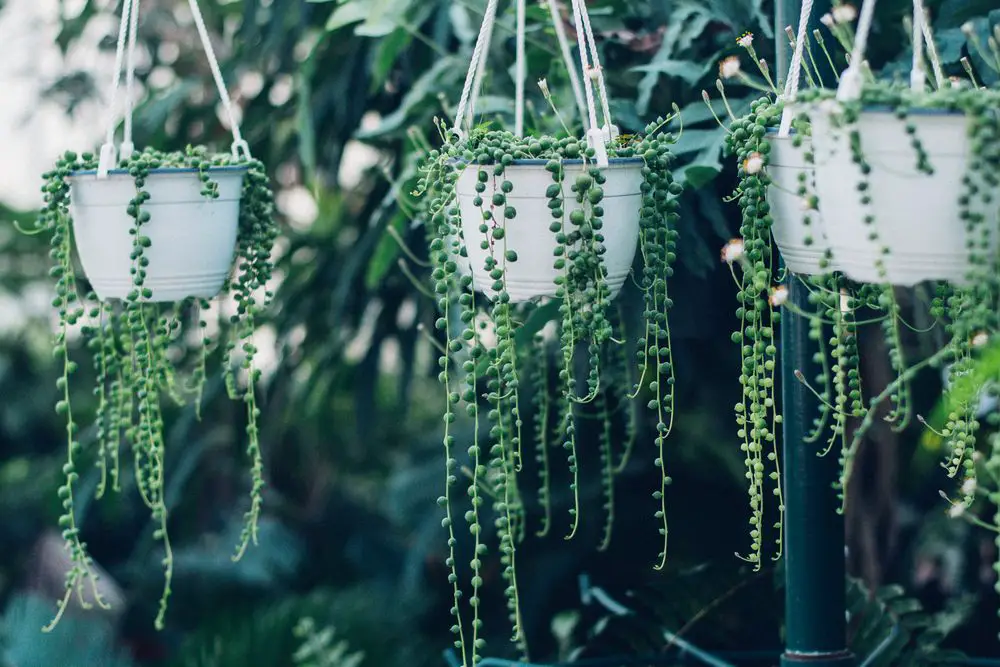 String of Pearls Succulent Plant -21 Low Light Succulents for Home or Office - Green Garden Tribe