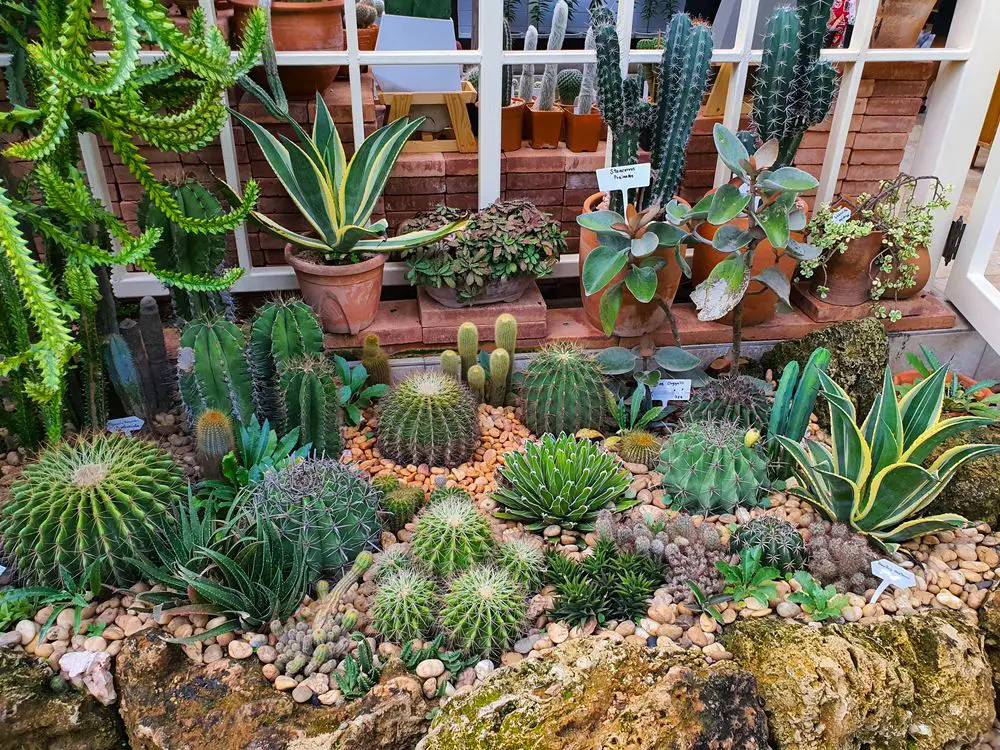 Various types of Cactus - 21 Low Light Succulents for Home or Office - Green Garden Tribe