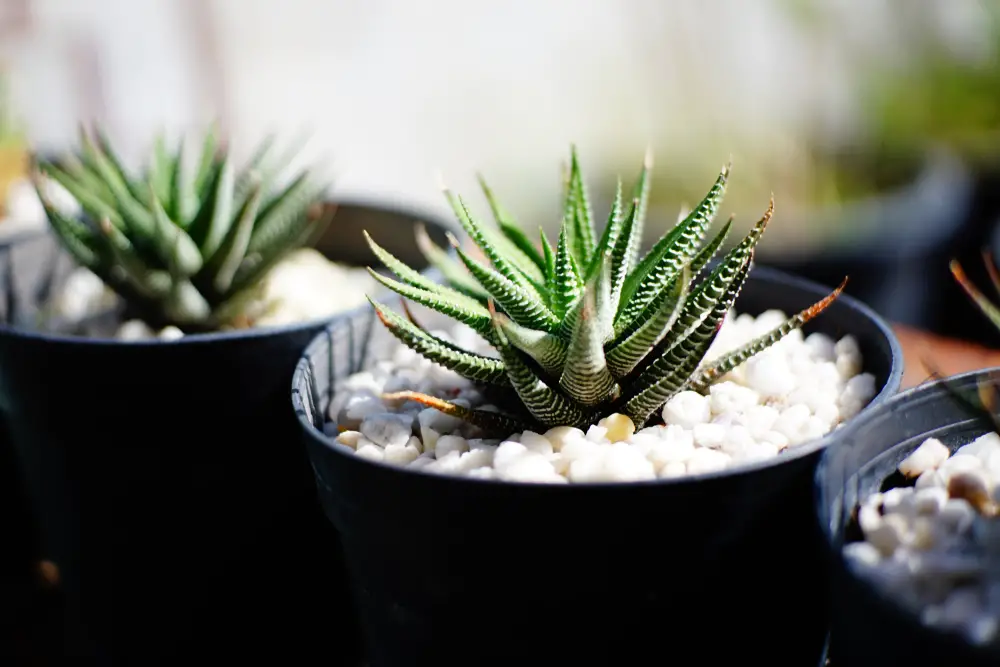 Zebra Haworthia -21 Low Light Succulents for Home or Office - Green Garden Tribe