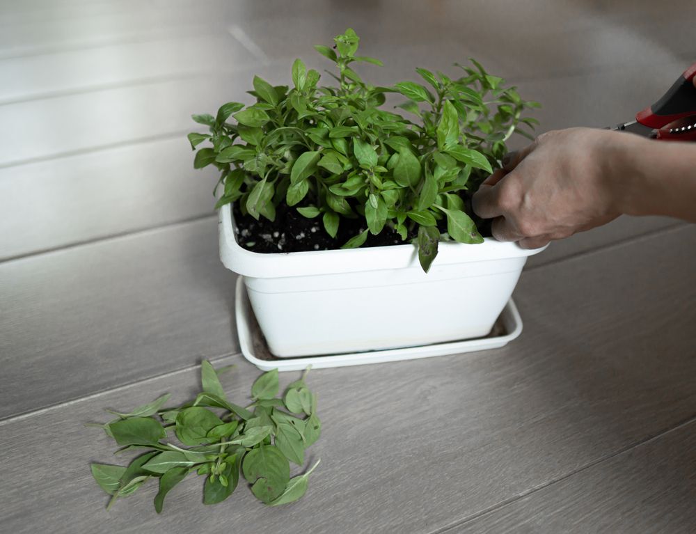 Gardener Cuts Basil With Pruner - How to Prune Basil - without Killing the Plant