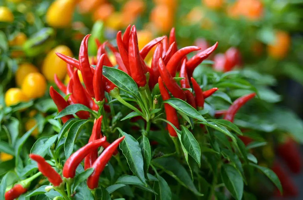 Bird's Eye Chili - How to Grow Bird's Eye Chili - If You Like It Hot!