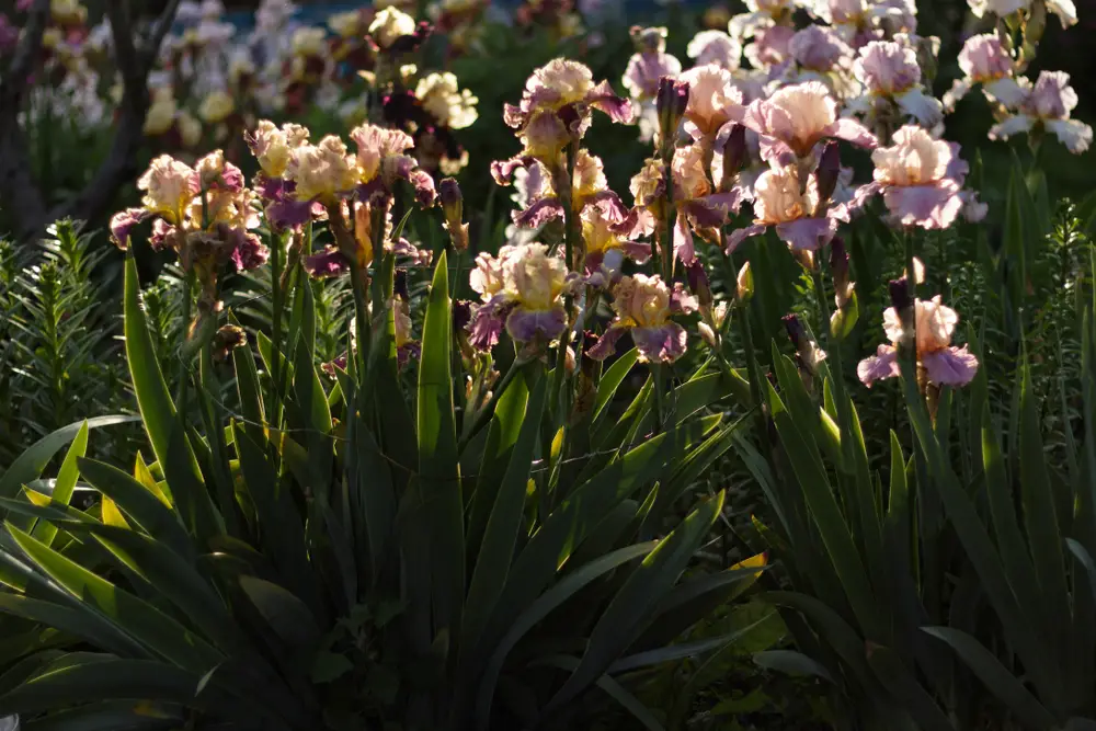 Blooming iris