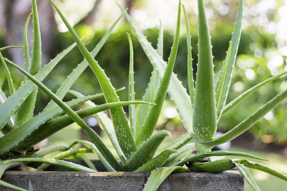 Close up Aloe Vera Plant, -Green Garden Tribe
