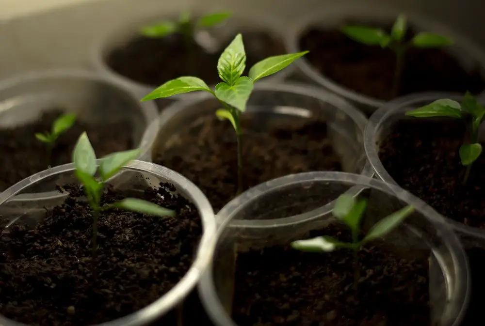 Ghost Pepper Seedlings - Little Devils!