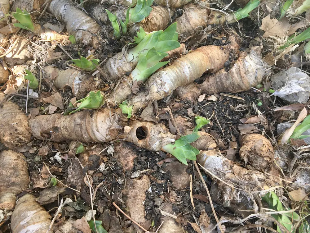 Iris Borer Hole Damage - How and When to Cut Back Irises (Step by Step Guide) 