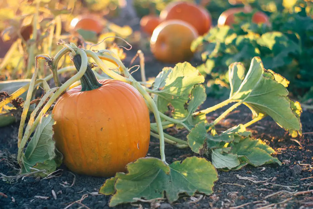 Pumpkin in a pumpkin patch on the vine