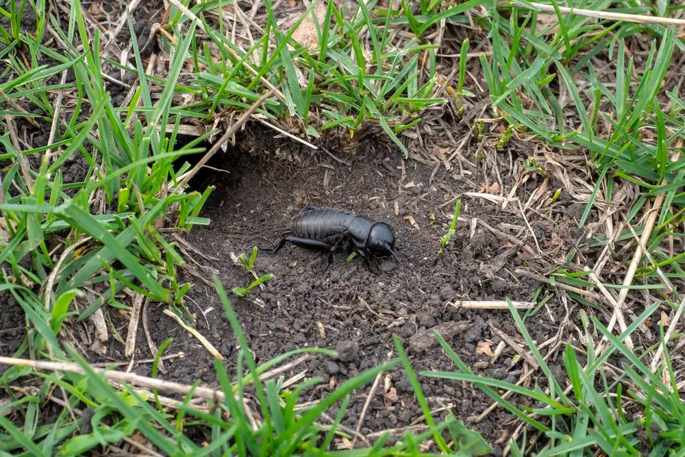 A cricket near its hole on the lawn - Small Holes in Lawn Overnight 