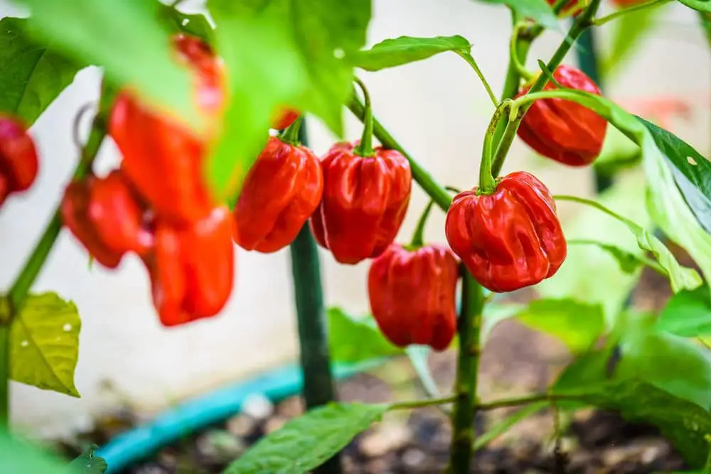 Caribbean Red Pepper Plant