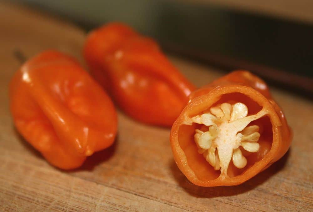 Caribbean Red Peppers Three Growth Stages 