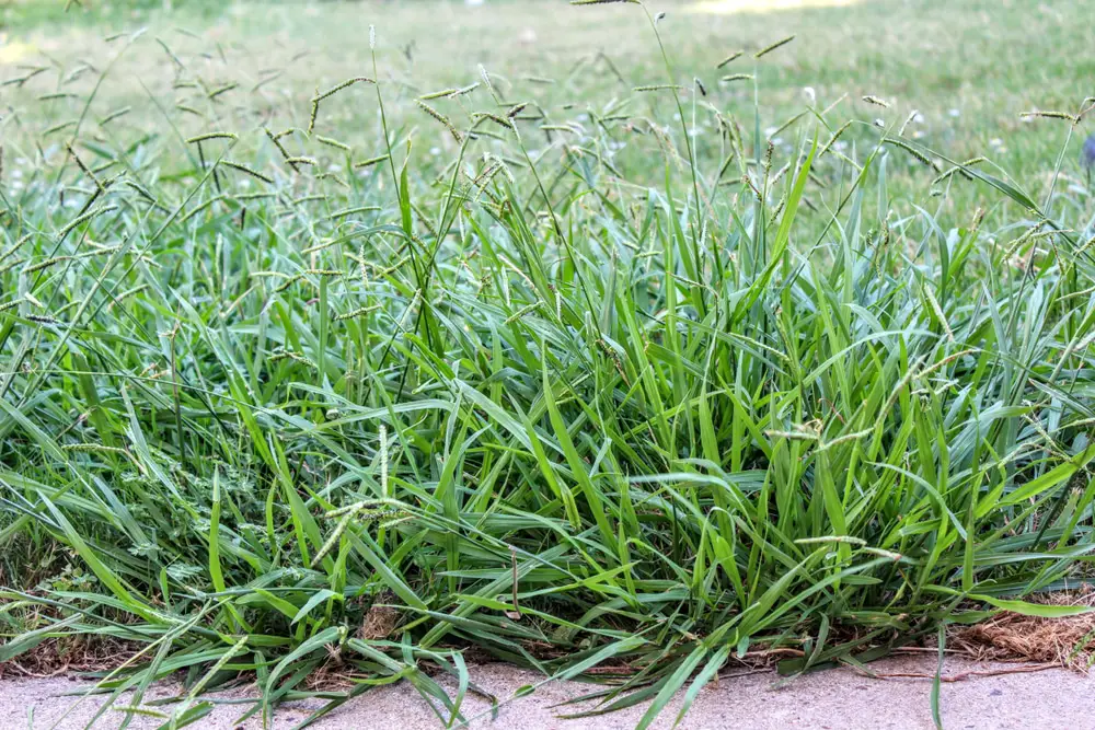 Best Crabgrass Killers That Won't Kill Grass