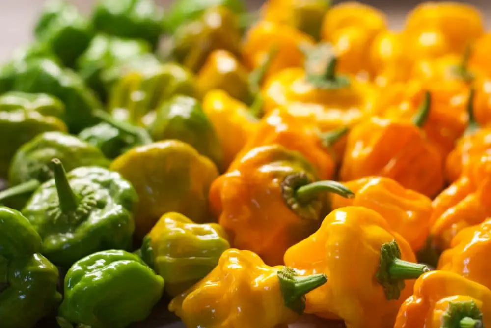 Green and Yellow home grown scotch bonnet chilies - Scotch Bonnet: 20 Interesting Facts - Green Garden Tribe