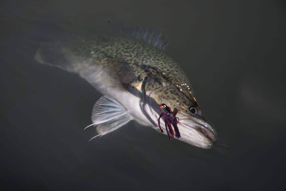 Murray cod fish - Top 11 Best Fish for Aquaponics - Green Garden Tribe