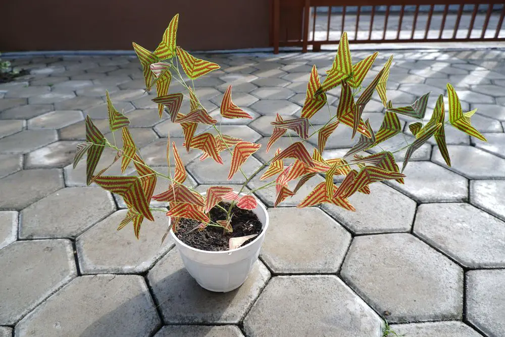 Oxalis christia obcordata in white pots - Swallowtail