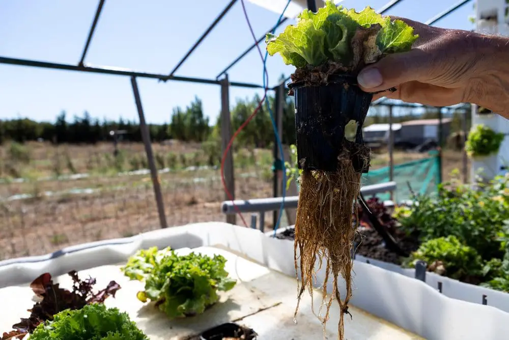 Project of a structure for aquaponics culture - Aquaponics Growbeds 