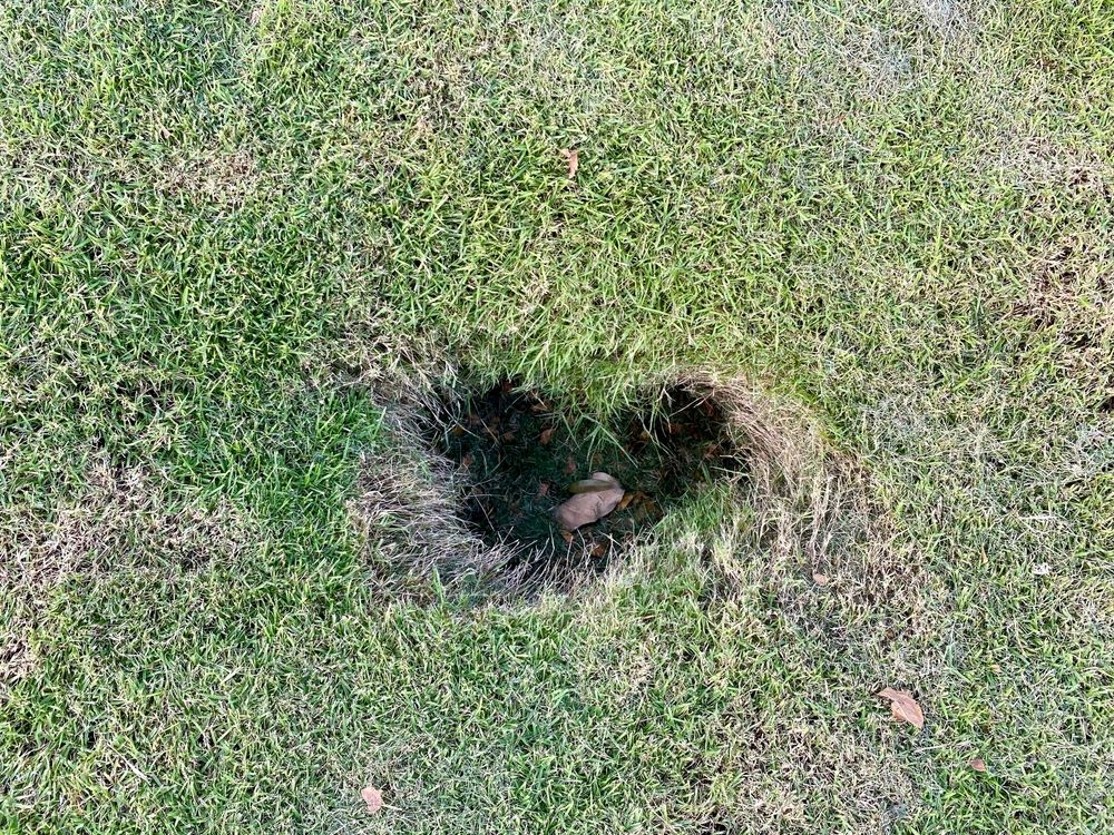 Small Holes in Lawn Overnight