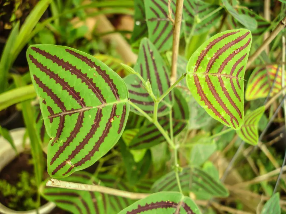 Swallowtail, Butterfly Plant (Christia Obcordata)