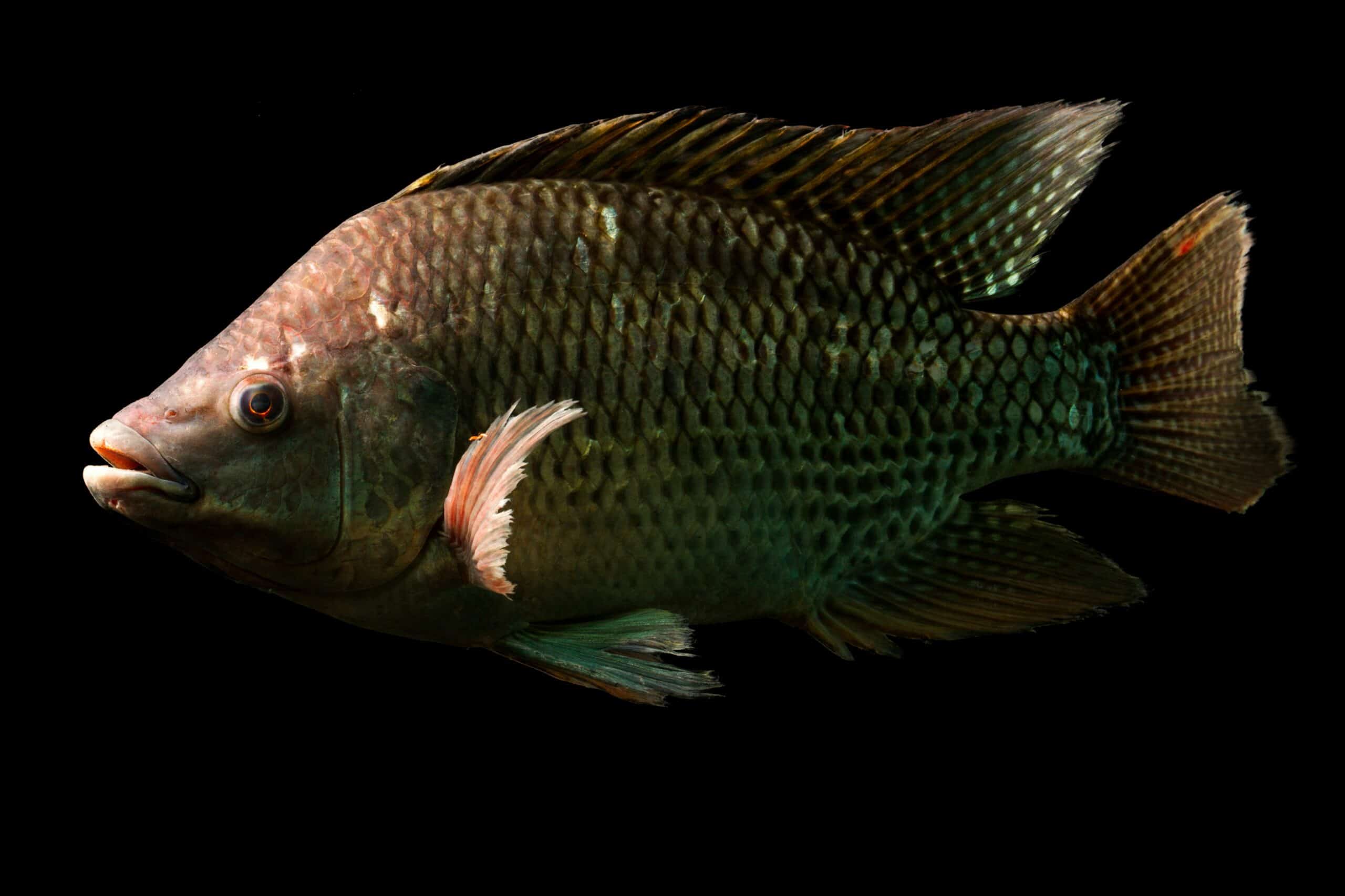Tilapia - Top 11 Best Fish for Aquaponics - Green Garden Tribe