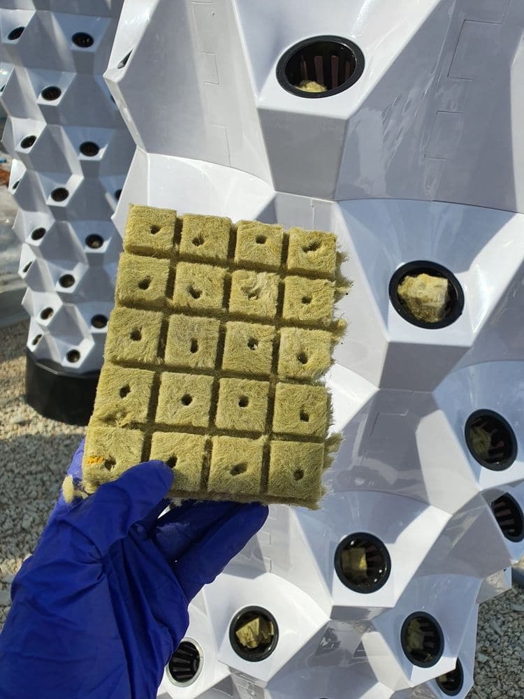 green rockwool cubes for hydroponics and aquaponics seed germination.