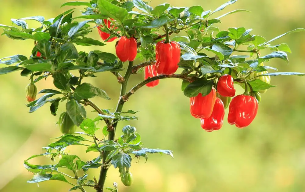 habanero scotch bonnet chili pepper plant - Scotch Bonnet: 20 Interesting Facts - Green Garden Tribe