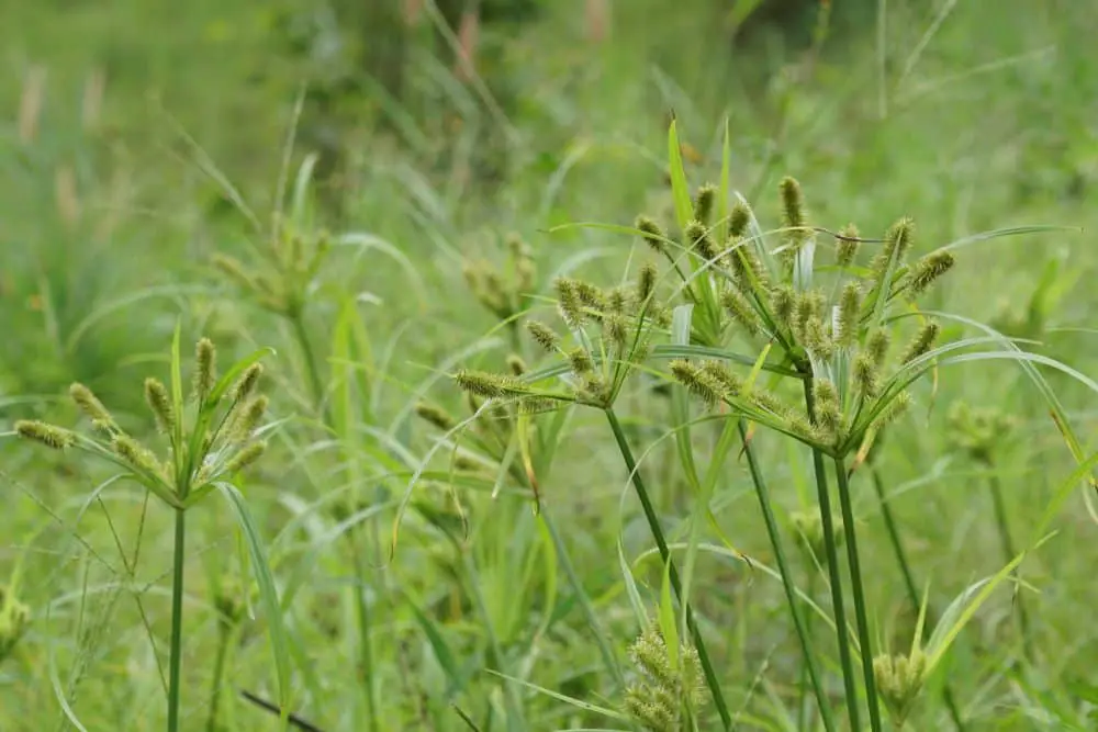 11 Weeds That Look Like Grass (Invasive Grass Types)