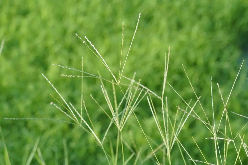 Digitaria sanguinalis is known by several common names, including hairy crabgrass, crab finger grass.