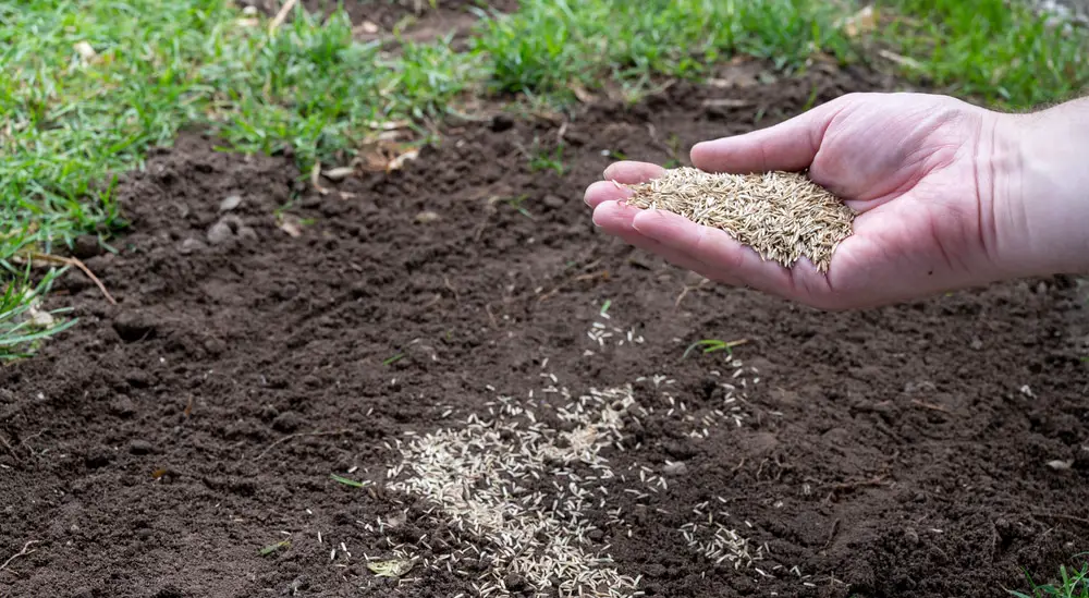 Straw Cover for Grass Seed