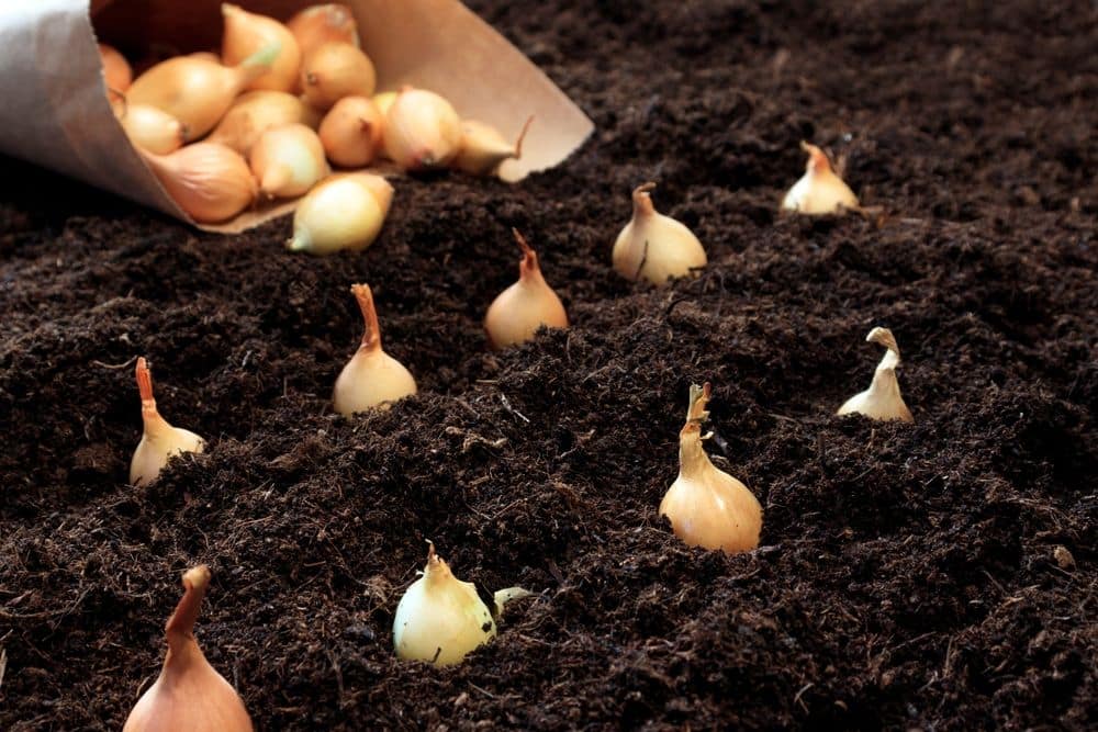 6 Onion Growing Stages