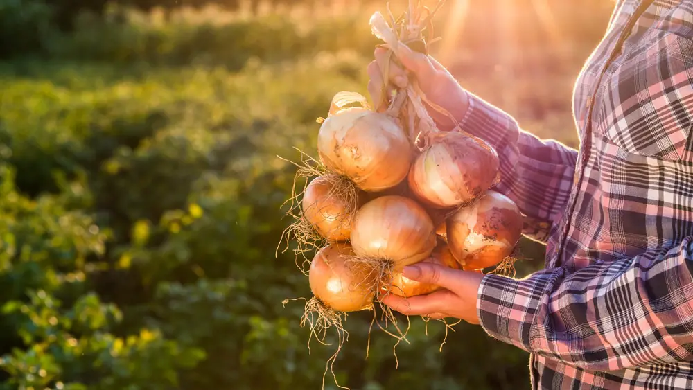 Harvested Onions