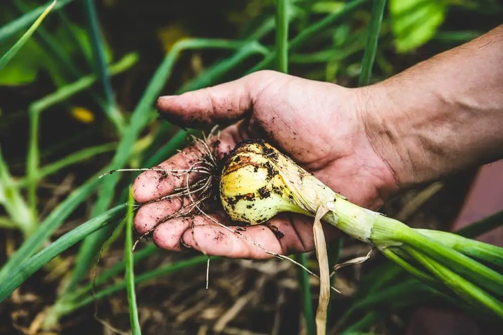 Man holding harvested onion