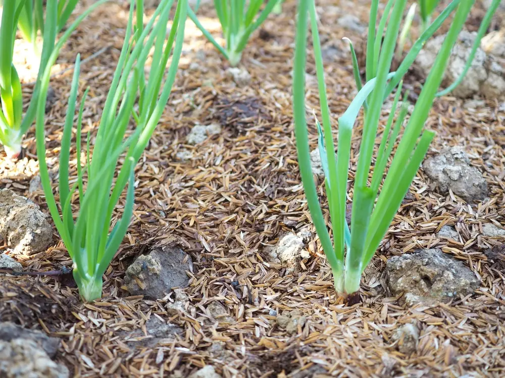 Onion plants in the vegetable garden