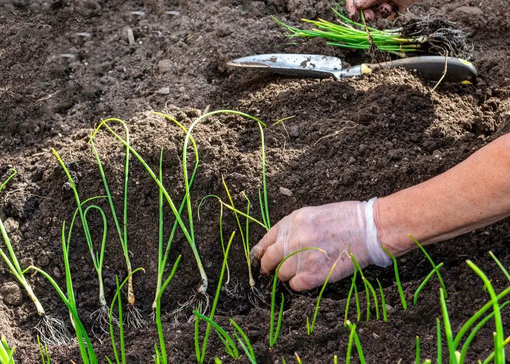 planting young green onion seedlings in a trench