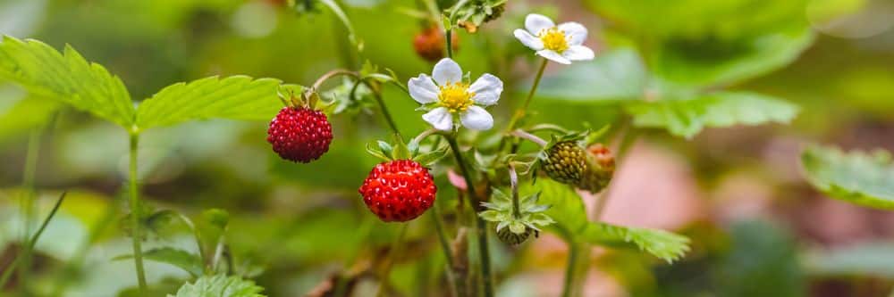 4 Weeds That Look Like Strawberries
