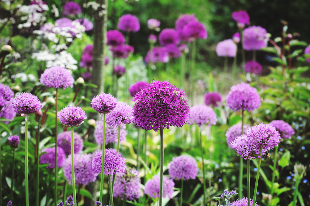 Allium 'Purple Sensation' in flower