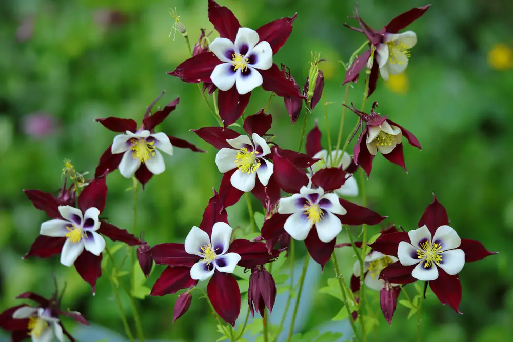 Aquilegia or Columbine Flowers