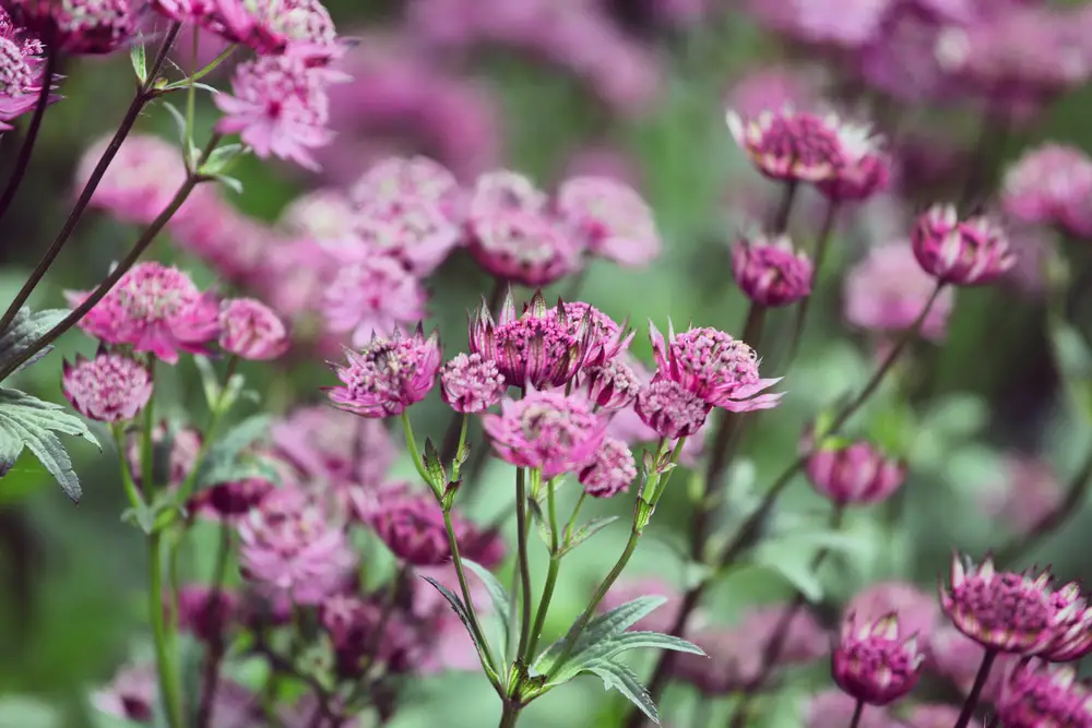 Astrantia